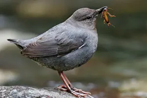 Dippers: American Dipper