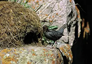 Ouzel: American Dipper Building Nest