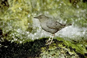 Ouzel: American Dipper (Cinclus mexicanus)