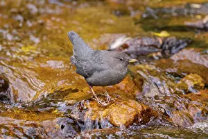 Mexicanus: American Dipper; Cinclus mexicanus foraging mountain str