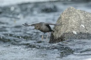 Mexicanus: American Dipper; Cinclus mexicanus Foraging along open
