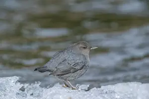 Dipper: American Dipper; Cinclus mexicanus Foraging along open