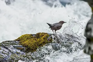 Ouzel: American dipper (Cinclus mexicanus) or water ouzel