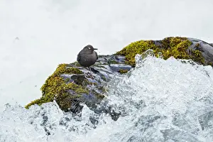 Ouzel: American dipper (Cinclus mexicanus) or water ouzel