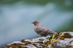Pat And Tom Leeson (new Material): American dipper (Cinclus mexicanus) or water ouzel