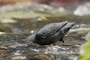 Dippers: American Dipper - foraging