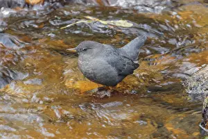 Dipper: American Dipper foraging