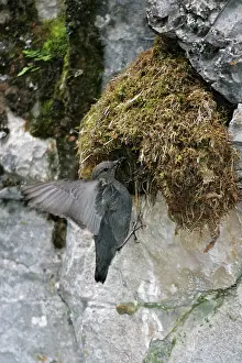 Dippers: American Dipper - at it's streamside nest