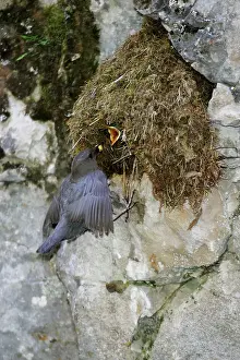 Dippers: American Dipper - at it's streamside nest