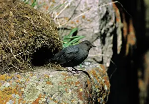 Ouzel: American Dipper at Nest