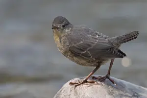 Dipper: American Dipper - young bird standing on a rock