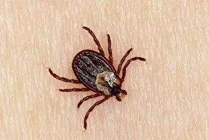 Tick: American dog tick