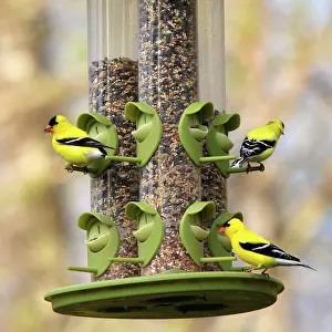 Feeders: American / Eastern Goldfinch - at bird feeder