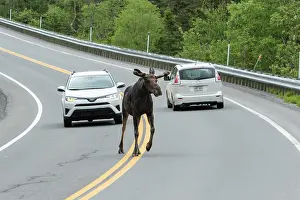 Crosses: American elk (Alces alces) crosses road, Forillon