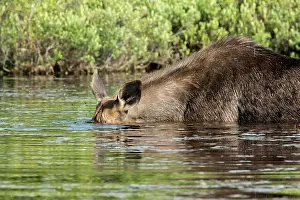 Mauricie: American elk (Alces alces) eating in the lake, Humor