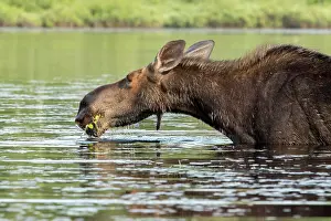 Mauricie: American elk (Alces alces), Forillon national park