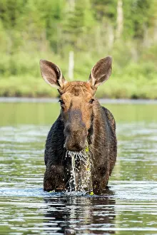 Mauricie: American elk (Alces alces), Forillon national park