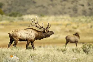 Bugling: American Elk (Cervus canadensis) bull bugling in
