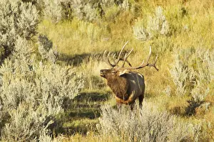 Flehmen: American Elk (Cervus canadensis) bull in rutting