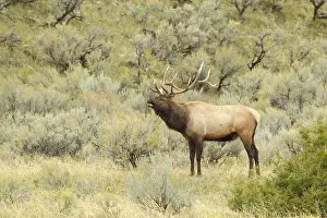 Shrubland: American Elk (Cervus canadensis) bull in rutting
