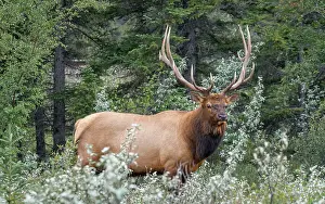 Jasper: American elk Deer bull with antlers (Cervus canadensis)