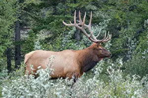 Jasper: American elk Deer bull with antlers (Cervus canadensis)