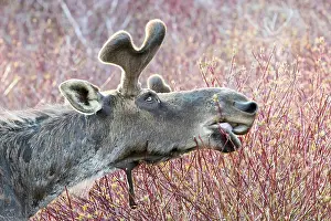 Elche: American elk, male with growing antlers, feeding