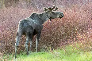 Elche: American elk, male with growing antlers, feeding