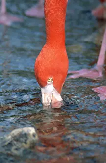 Flamingoes: American Flamingo