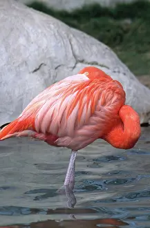 Flamingoes: American Flamingo
