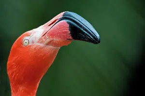 Phoenicopteridae: American Flamingo