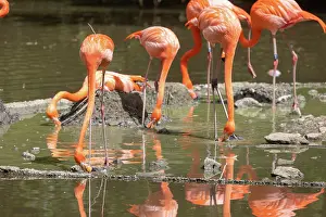 Campagne: American Flamingo