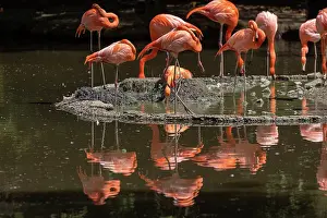 Campagne: American Flamingo