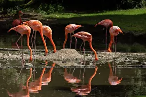 Campagne: American Flamingo