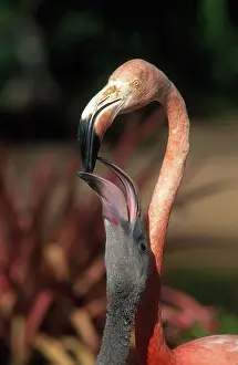 Phoenicopteriformes: American Flamingo Feeding Chick