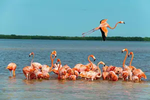 Yucatan: American flamingo (Phoenicopterus ruber), Rio Celestun