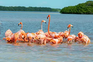 Yucatan: American flamingo (Phoenicopterus ruber), Rio Celestun