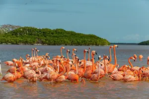 Yucatan: American flamingo (Phoenicopterus ruber), Rio Celestun