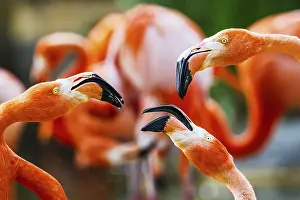 Flamingo: American flamingo, Phoenicopterus ruber