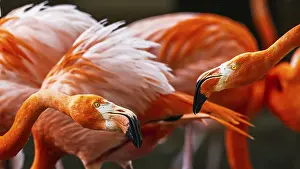 Flamingo: American flamingo, Phoenicopterus ruber