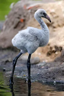 230822: American flamingo (Phoenicopterus ruber) chick, captive