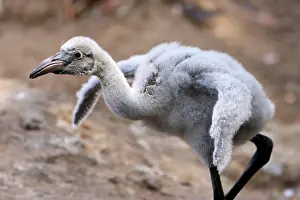 Phoenicopterus: American flamingo (Phoenicopterus ruber) chick on