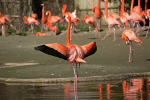 Trust: American flamingo, Phoenicopterus ruber, feeding