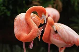 Ruber: American flamingo (Phoenicopterus ruber) pink bird in pond