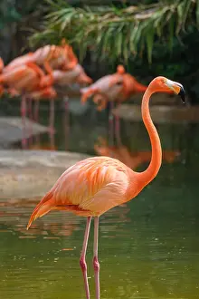 Ruber: American flamingo (Phoenicopterus ruber) pink bird in pond