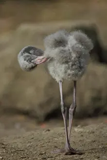 Preen: American flamingo (Phoenicopterus ruber ruber)