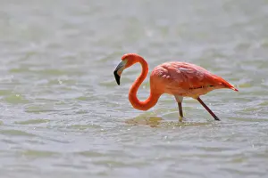 Yucatan: American flamingo (Phoenicopterus ruber) in water