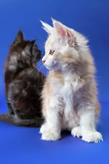 Woodcutting: American Forest kittens sitting on blue background: