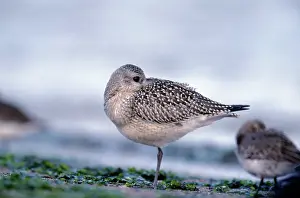 Dominica: American Golden PLOVER