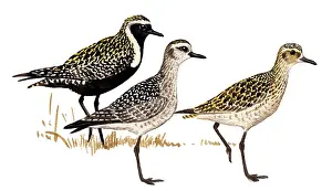 Plovers: American Golden Plover